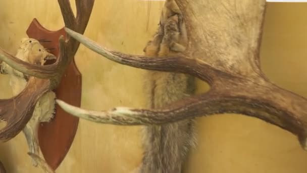 Eine Wand mit Jagdtrophäen, Hörnern und Schaufeln. — Stockvideo