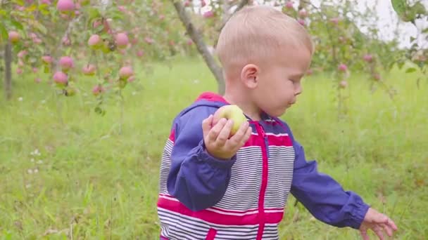 Очаровательный маленький дошкольник ест красное яблоко на органической ферме. Здоровое питание. Урожай — стоковое видео
