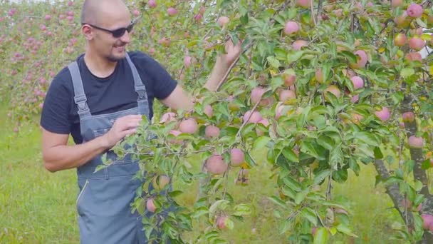 Elma bahçesi memnun bir çiftçi onun hasat test ediyor. Tarım başarı. — Stok video