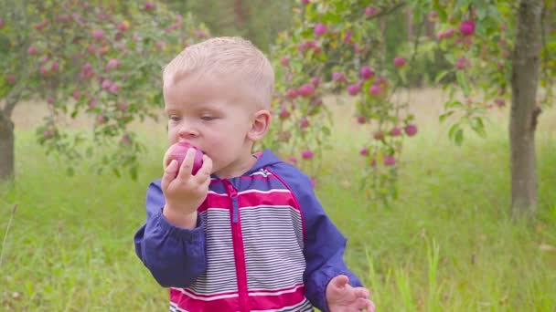 Adorable petit garçon d'âge préscolaire qui mange des pommes rouges à la ferme biologique. Une nourriture saine. Récolte — Video