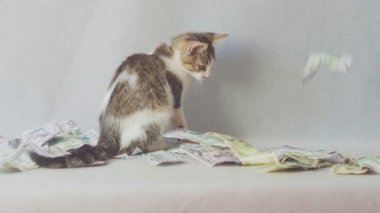 Genç kedi beyaz arka plan üzerinde dolar banknotları ile oynuyor - zenginlik kavramı