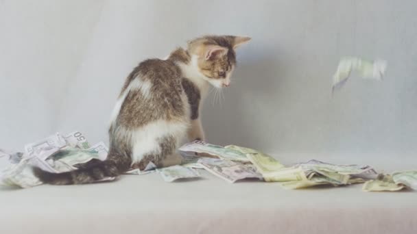 Молодой кот играет с долларовыми купюрами на белом фоне - понятие богатства — стоковое видео