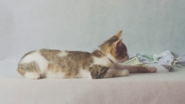 Genç kedi beyaz arka plan üzerinde dolar banknotları ile oynuyor - zenginlik kavramı