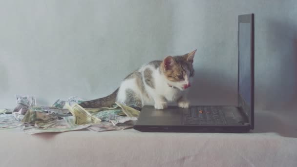 Gato sentado no caderno, dólar no fundo branco. Conceito de negócio, renda . — Vídeo de Stock