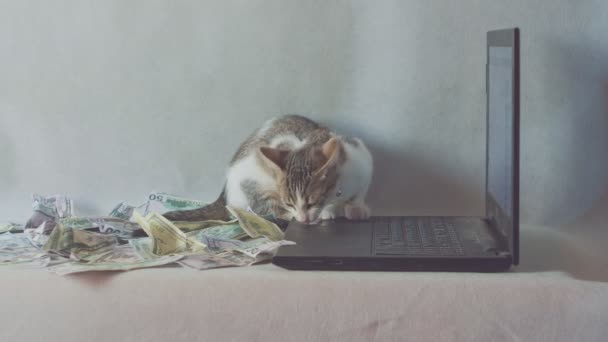 Dizüstü bilgisayarda oturan kedi, beyaz arka plan üzerinde dolar. Kavram iş, gelir. — Stok video