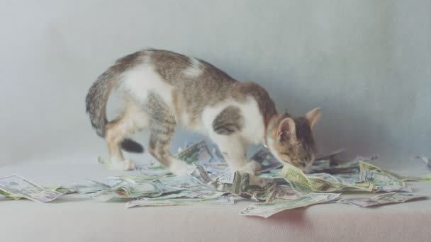 Genç kedi beyaz arka plan üzerinde dolar banknotları ile oynuyor - zenginlik kavramı — Stok video