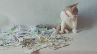 genç kedi sessizce yıkıyor ve dolar banknotlarının yanında yatıyor. iş ve zenginlik kavramı
