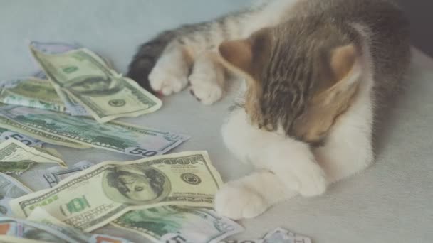 El gato joven se lava tranquilamente y se encuentra cerca de los billetes de dólar. concepto de negocio y riqueza — Vídeo de stock