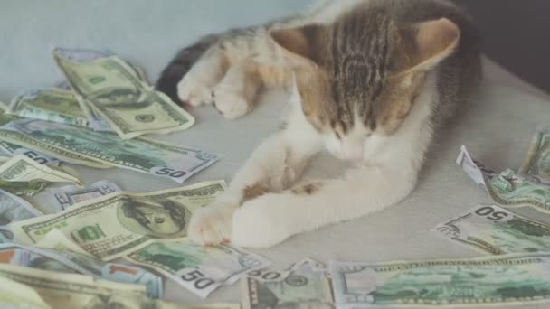 De jonge kat wast rustig en ligt in de buurt van de dollarbiljetten. concept voor zaken en rijkdom — Stockvideo