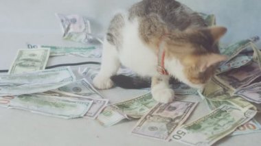 genç kedi sessizce yıkıyor ve dolar banknotlarının yanında yatıyor. iş ve zenginlik kavramı