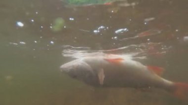 Ölü balıklar suyun üzerinde yüzüyor. Su altında