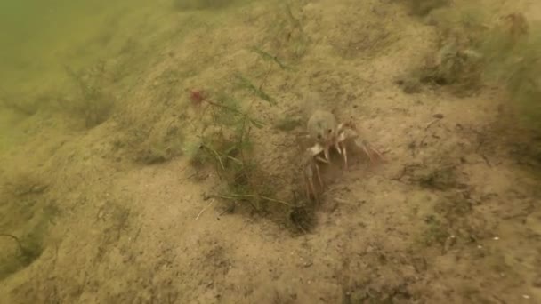 Crawfish rampant sous l'eau dans son habitat. Malysque d'eau douce. Mouvement lent .