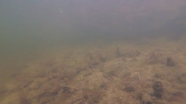Suyun altında yırtıcı balıklar. su altında levrek — Stok video