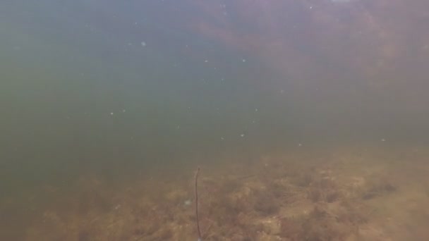 Predatory fish under water. perch under water — Stock Video