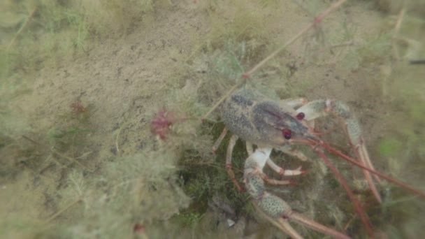 Crawfish kryper under vatten i sin livsmiljö. Sötvatten malyusk. Slow motion. — Stockvideo