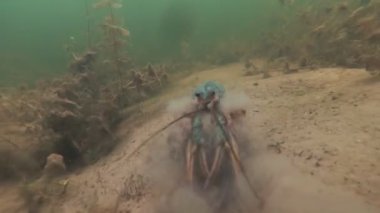 Yaşam alanında su altında sürünerek geziniyor. Tatlısu malyusk. Yavaş hareket.