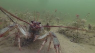Yaşam alanında su altında sürünerek geziniyor. Tatlısu malyusk. Yavaş hareket.