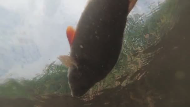 Tote Fische treiben auf dem Wasser. unter Wasser — Stockvideo