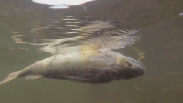 Dode vis drijft op het water. Onder water — Stockvideo