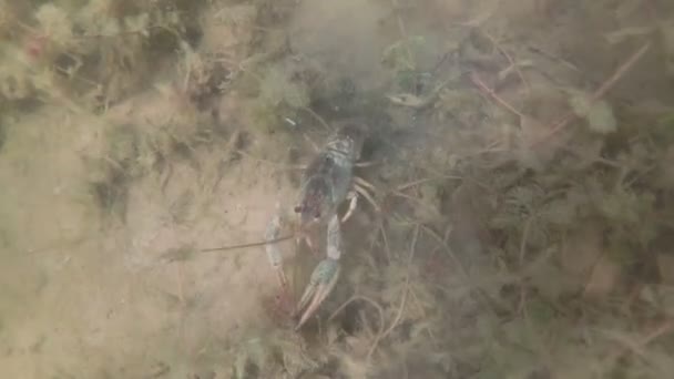 Crawfish rampant sous l'eau dans son habitat. Malysque d'eau douce. Mouvement lent . — Video