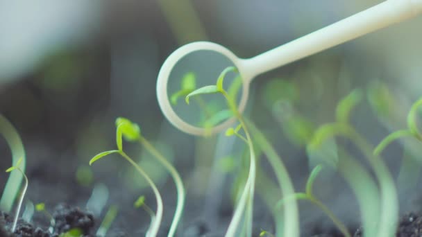 Επιστημονική δοκιμή φυτών στο εργαστήριο - βιοτεχνολογία και γενετικά τροποποιημένοι οργανισμοί — Αρχείο Βίντεο