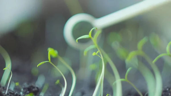 Instalação de ensaio de cientistas em laboratório - conceito de biotecnologia e OGM — Fotografia de Stock