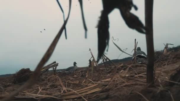 Silhouette of a flock of wild geese. A flock of birds flying away on Beautiful sunset. Shooting from behind cover — Stock Video