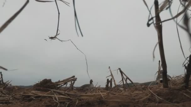 Silueta de una bandada de gansos salvajes. Una bandada de pájaros volando en el hermoso atardecer. Disparos desde detrás de la cubierta — Vídeos de Stock