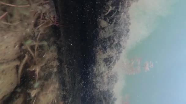 Crawfish rampant sous l'eau dans son habitat. Malysque d'eau douce. Mouvement lent . — Video