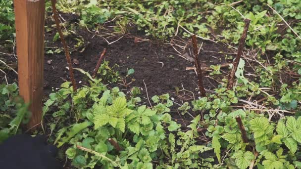 Gardener diging a garden and plucking weeds. — Stock Video