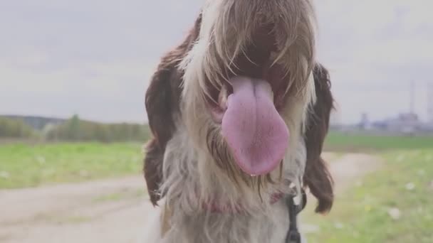 Il cane da caccia sta aspettando l'inizio della caccia. Indicazione — Video Stock