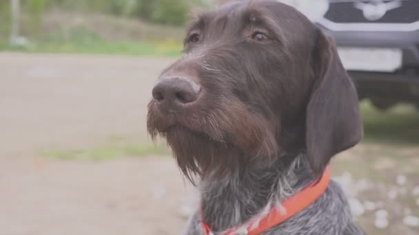 The hunting dog is waiting for the start of the hunt. Pointing — Stock Video