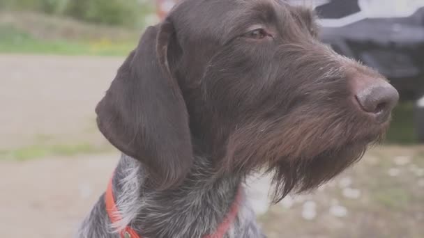 The hunting dog is waiting for the start of the hunt. Pointing — Stock Video