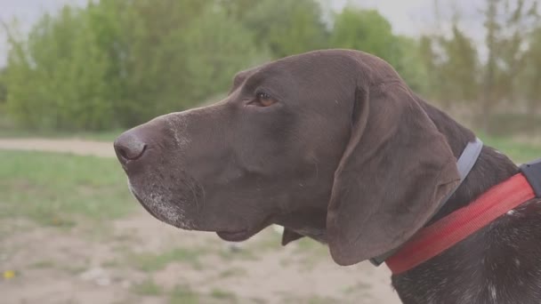 Der Jagdhund wartet auf den Beginn der Jagd. Pointieren — Stockvideo