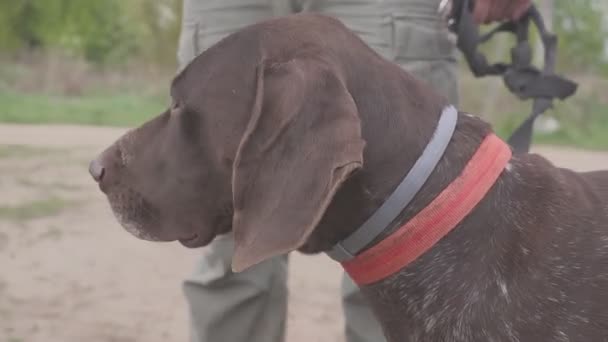 Hunting dog is waiting for his master.Close-up of a dog muzzle. — Stock Video