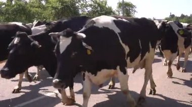 Köyün etrafında bir sürü dolaşıyor.