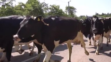 Köyün etrafında bir sürü dolaşıyor.