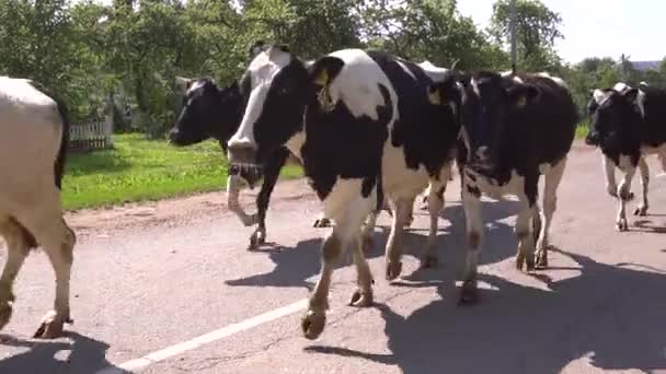 A lot of cows go around the village — Stock Video