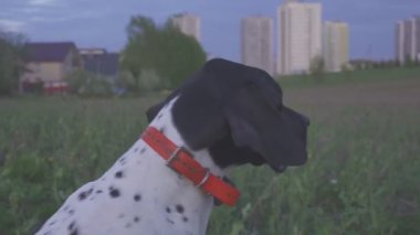 Av köpeği avın başlamasını bekliyor. İşaret