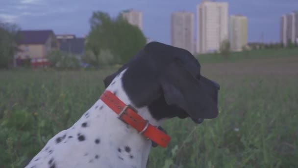 The hunting dog is waiting for the start of the hunt. Pointing — Stock Video