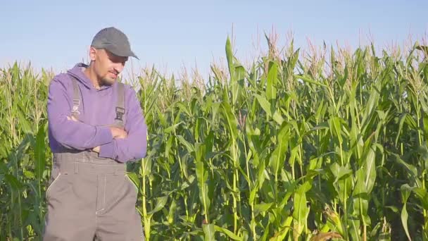 Retrato de granjero en un maizal. Granjero, cerca de la cara en el campo de maíz . — Vídeos de Stock