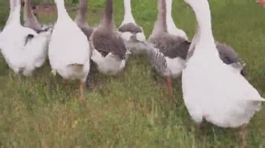 kazlar kamera çiftlik, özel çiftlik ten çalışıyor.
