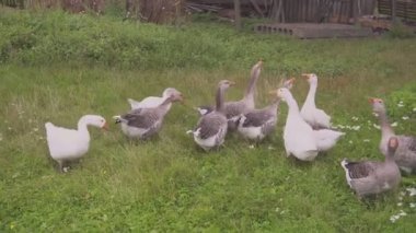 kazlar kamera çiftlik, özel çiftlik ten çalışıyor.