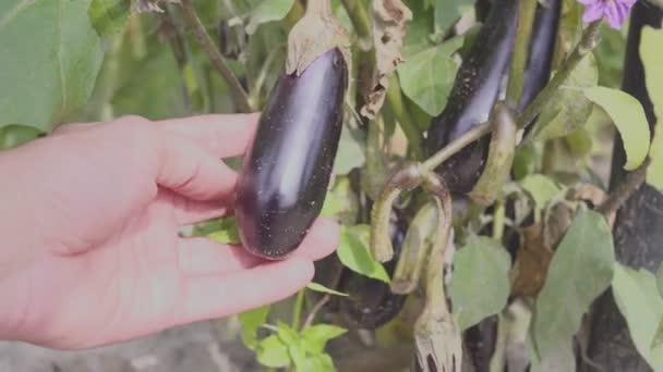 Kvinna plocka auberginer grönsaksodling i hem trädgård. — Stockvideo