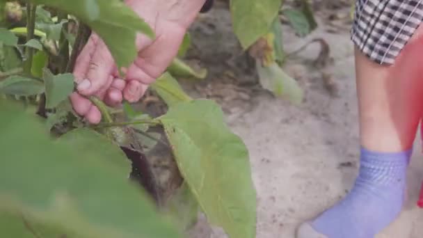 Женщина собирает баклажаны Овощи, растущие в домашнем саду . — стоковое видео