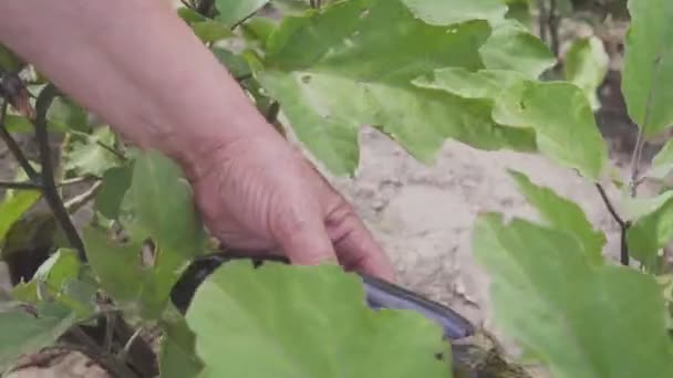 Woman picking Aubergines Vegetable growing in home garden. — Stock Video