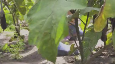 Patlıcan sebze olarak ev bahçe tarımı toplama kadın.