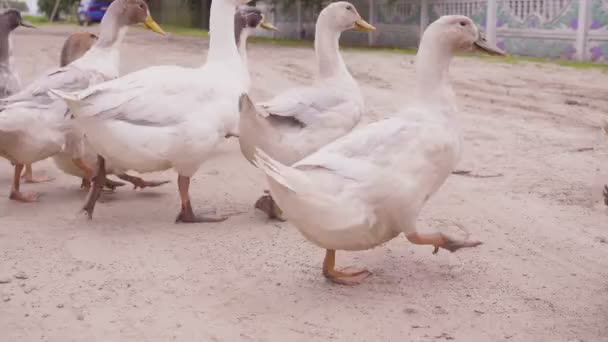Domowe kaczki w Barnyard w pobliżu kałuży, gospodarstwo prywatne. — Wideo stockowe