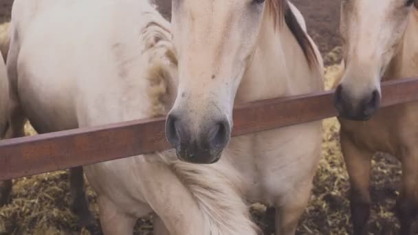 Caballos en el aviario comiendo pienso. Granja espárrago — Vídeos de Stock