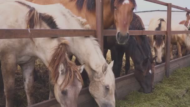 Caballos en el aviario comiendo pienso. Granja espárrago — Vídeo de stock